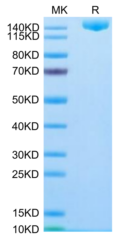 SARS-COV-2 Spike S (Omicron B.1.1.529) Trimer on Tris-Bis PAGE under reduced condition. The purity is greater than 95%.Recombinant SARS-COV-2 Spike S (Omicron B.1.1.529) Trimer Protein, Active