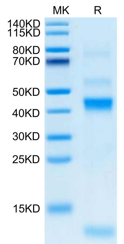 Rhesus macaque Latent TGF beta 1 on Tris-Bis PAGE under reduced condition. The purity is greater than 95%.Recombinant Rhesus macaque Latent TGF beta 1/TGFB1 Protein, Active