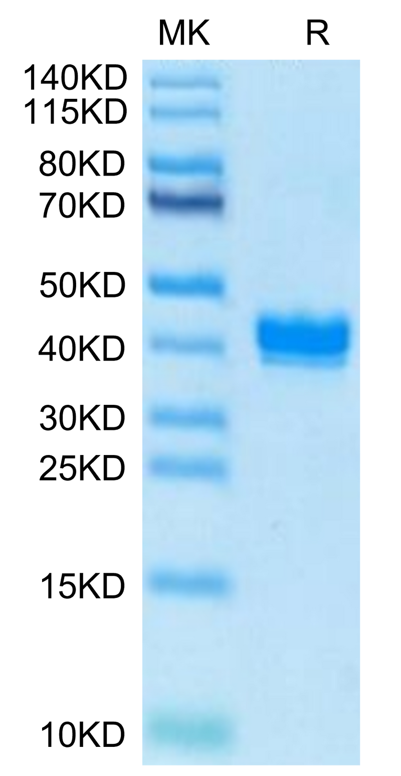 Biotinylated Mouse APLN on Tris-Bis PAGE under reduced condition. The purity is greater than 95%.Biotinylated Mouse APLN Protein