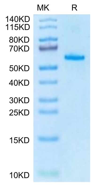 Human EPHA2 on Tris-Bis PAGE under reduced condition. The purity is greater than 95%.Recombinant Human EPHA2 Protein