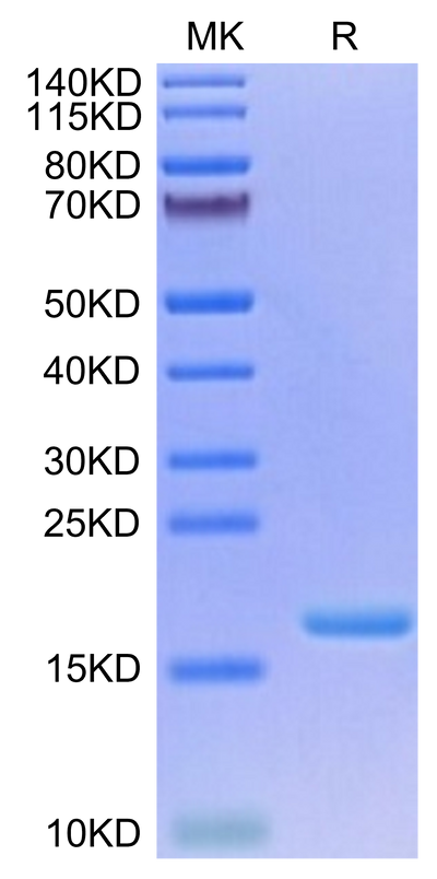 Biotinylated Human IL-3 on Tris-Bis PAGE under reduced condition. The purity is greater than 95%.Biotinylated Human IL-3 Protein, Active