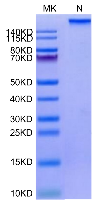 Human HLA-A*02:01&B2M&HPV16 E7 (YMLDLQPET) Tetramer on Tris-Bis PAGE under under Non reducing (N) condition. The purity is greater than 95%.Recombinant Human HLA-A*02:01&B2M&HPV16 E7 (YMLDLQPET) Tetramer Protein