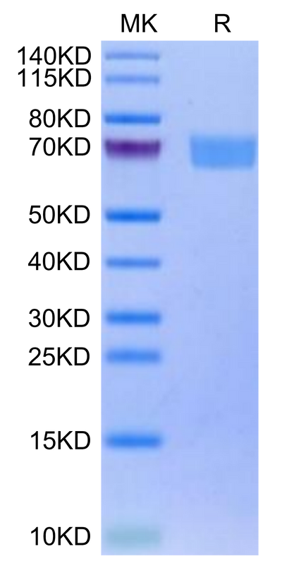Biotinylated Human IL-22R alpha 1&IL-10R beta on Tris-Bis PAGE under reduced condition. The purity is greater than 95%.Biotinylated Human IL-22R alpha 1&IL-10R beta Protein, Active