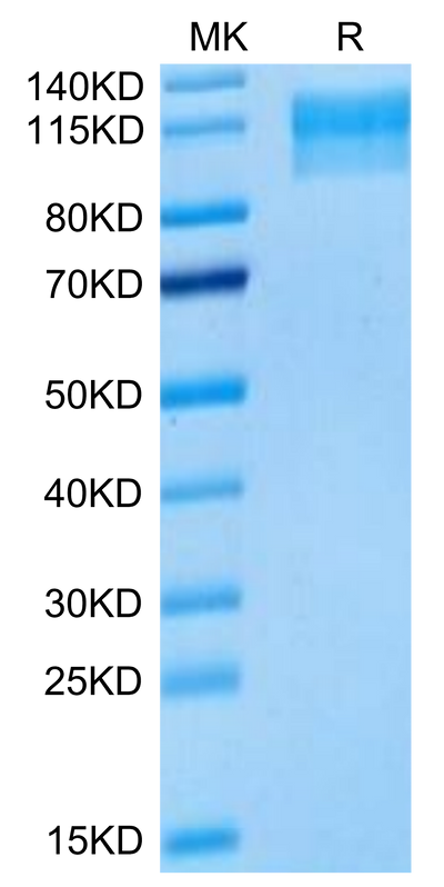 Mouse Semaphorin 4D on Tris-Bis PAGE under reduced condition. The purity is greater than 95%.Recombinant Mouse Semaphorin 4D/SEMA4D/CD100 Protein