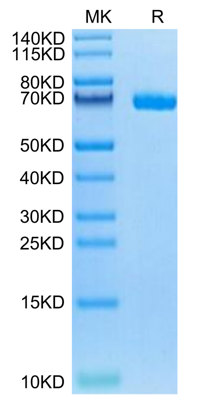 Biotinylated Human LILRB5 on Tris-Bis PAGE under reduced condition. The purity is greater than 95%.Biotinylated Human LILRB5/CD85c/LIR-8 Protein
