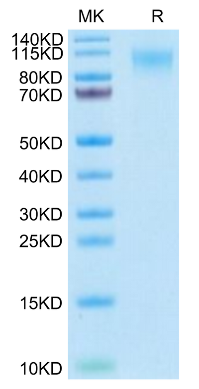 Human MERTK on Tris-Bis PAGE under reduced condition. The purity is greater than 95%.Recombinant Human MERTK/Mer Protein