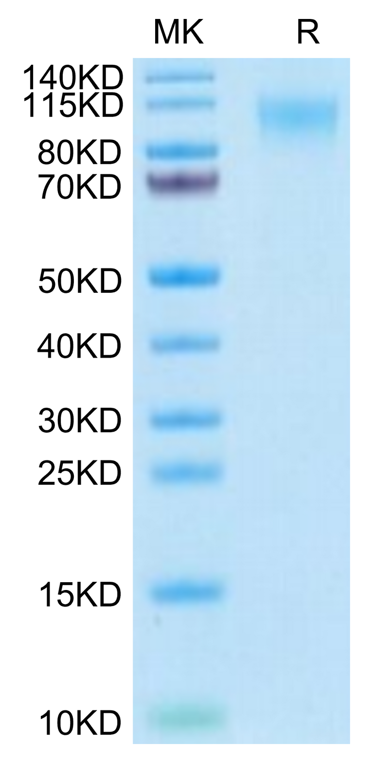 Human MERTK on Tris-Bis PAGE under reduced condition. The purity is greater than 95%.Recombinant Human MERTK/Mer Protein