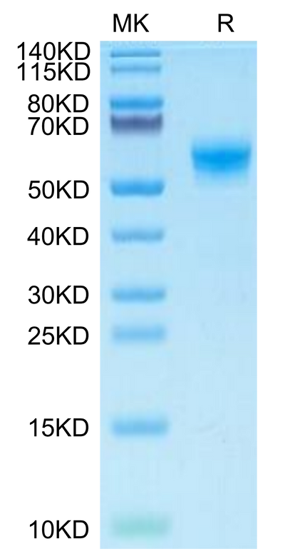 Mouse CLEC7A on Tris-Bis PAGE under reduced condition. The purity is greater than 95%.Recombinant Mouse CLEC7A Protein
