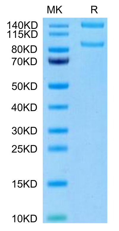 Human ITGAM&ITGB2 on Tris-Bis PAGE under reduced condition. The purity is greater than 95%.Recombinant Human Integrin alpha M beta 2 (ITGAM&ITGB2) Heterodimer Protein, Active
