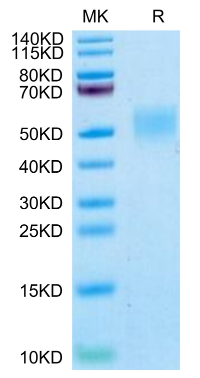 Cynomolgus/Rhesus macaque B7-H4 on Tris-Bis PAGE under reduced condition. The purity is greater than 95%.Recombinant Cynomolgus/Rhesus macaque B7-H4 Protein, Active