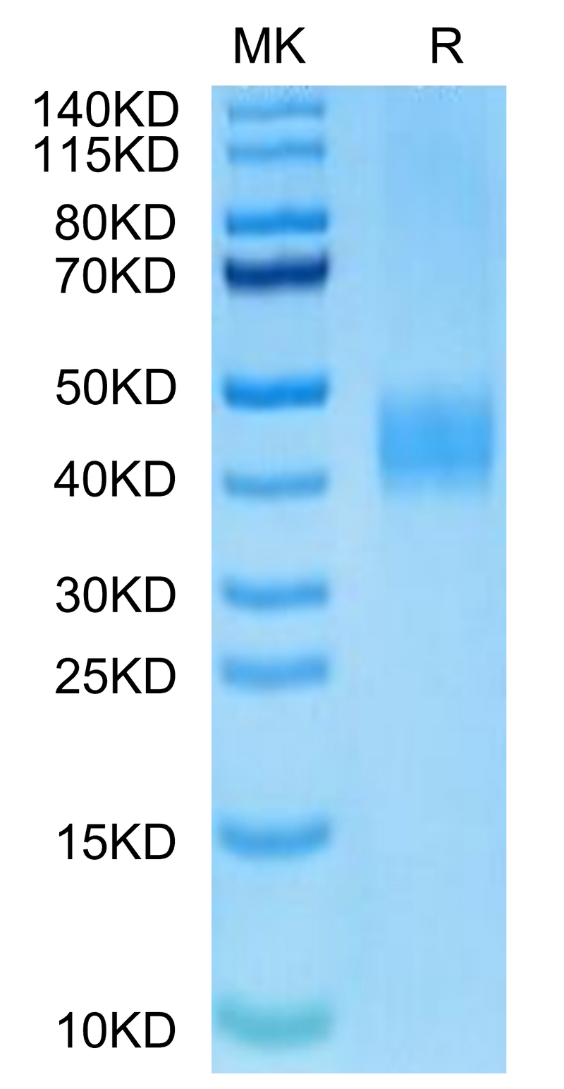 Biotinylated Human B7-H3 on Tris-Bis PAGE under reduced condition. The purity is greater than 95%.Biotinylated Human B7-H3/CD276 Protein, Active