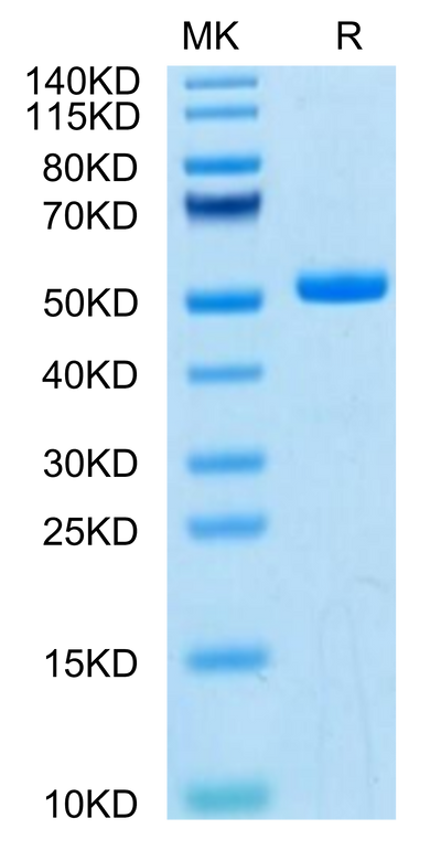 Mouse TLT-1 on Tris-Bis PAGE under reduced condition. The purity is greater than 95%.Recombinant Mouse TLT-1/TREML1 Protein