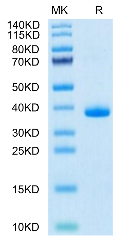 Mouse EGF on Tris-Bis PAGE under reduced condition. The purity is greater than 95%.Recombinant Mouse EGF Protein, Active