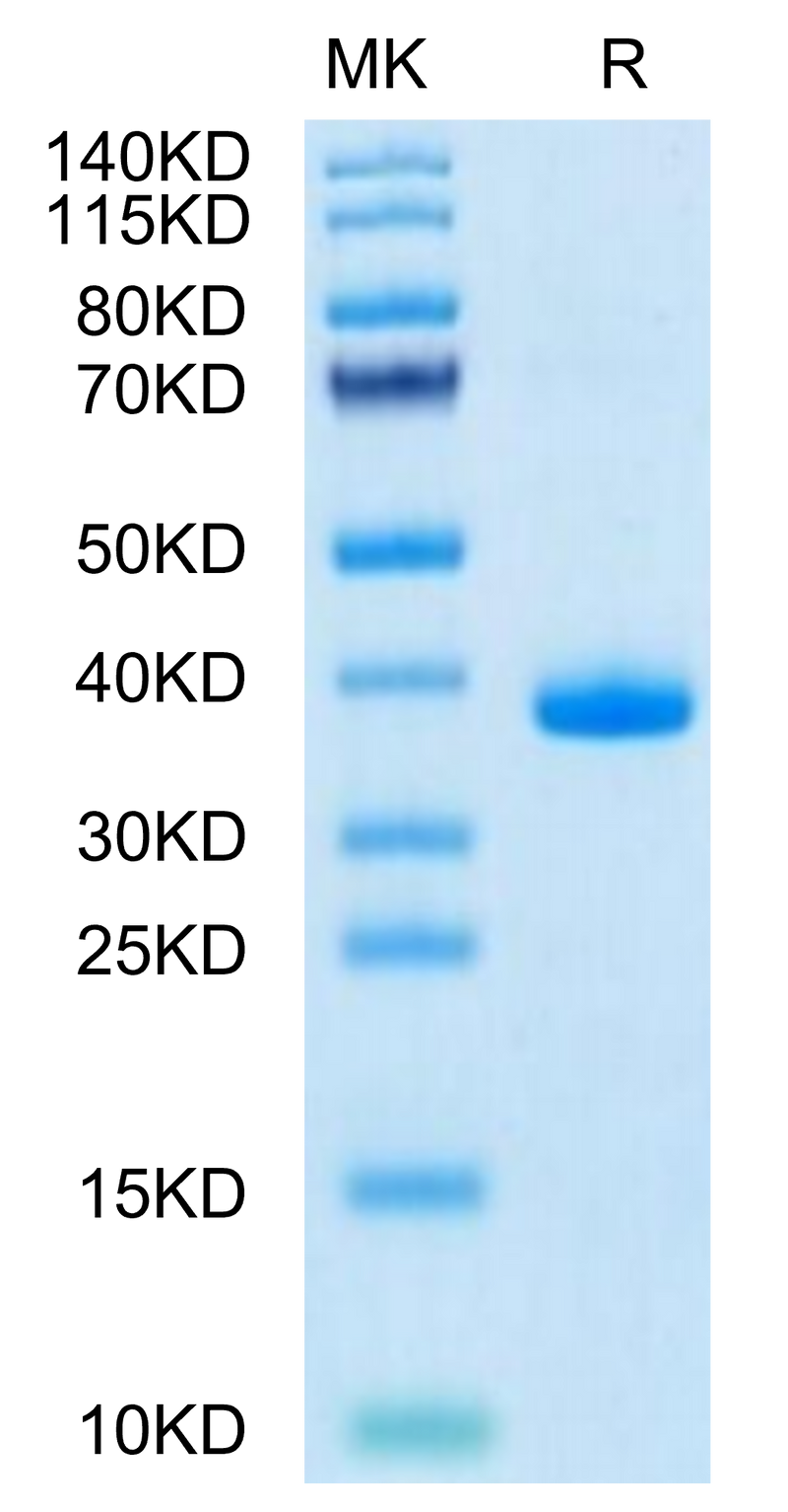 Mouse EGF on Tris-Bis PAGE under reduced condition. The purity is greater than 95%.Recombinant Mouse EGF Protein, Active