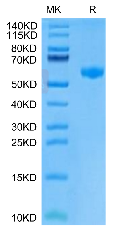 Mouse PVRIG on Tris-Bis PAGE under reduced condition. The purity is greater than 95%.Recombinant Mouse PVRIG Protein, Active