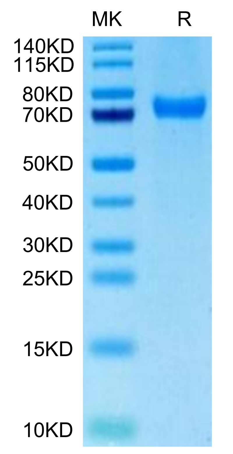 Biotinylated Human CD229 on Tris-Bis PAGE under reduced condition. The purity is greater than 95%.Biotinylated Human CD229/SLAMF3 Protein