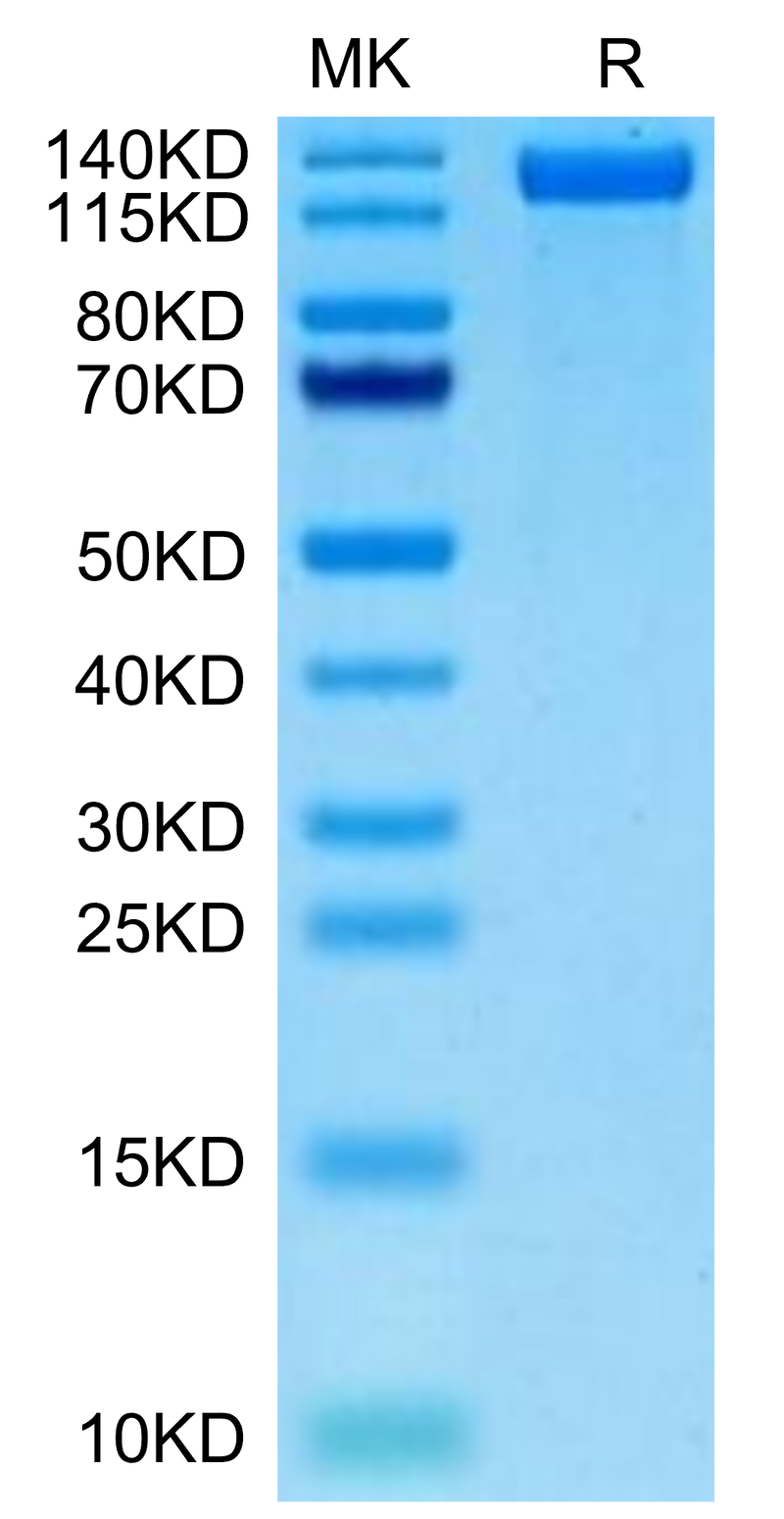 Biotinylated Human CD163 on Tris-Bis PAGE under reduced condition. The purity is greater than 95%.Biotinylated Human CD163 Protein