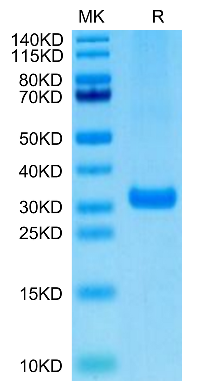 Biotinylated Human BTN3A2 on Tris-Bis PAGE under reduced condition. The purity is greater than 95%.