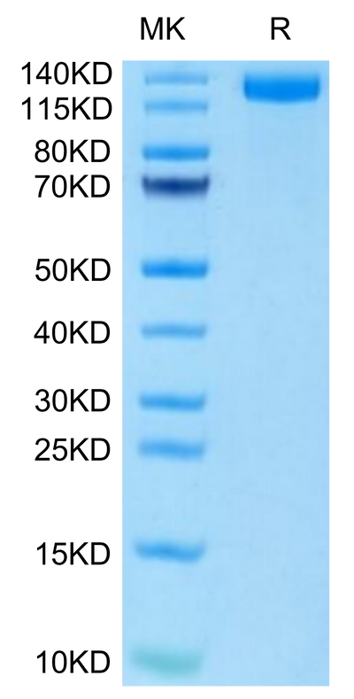 Mouse CD163 on Tris-Bis PAGE under reduced condition. The purity is greater than 95%.Recombinant Mouse CD163 Protein