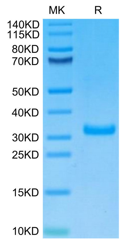 Biotinylated Human CD8 alpha on Tris-Bis PAGE under reduced condition. The purity is greater than 95%.Biotinylated Human CD8 alpha/CD8A Protein, Active