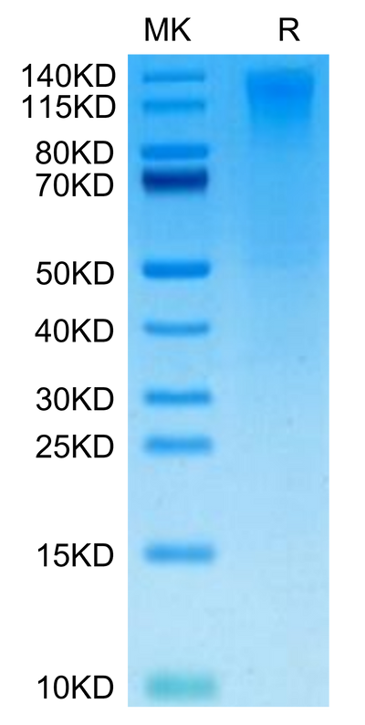 Biotinylated Human CD96 on Tris-Bis PAGE under reduced condition. The purity is greater than 95%.Biotinylated Human CD96/TACTILE Protein, Active