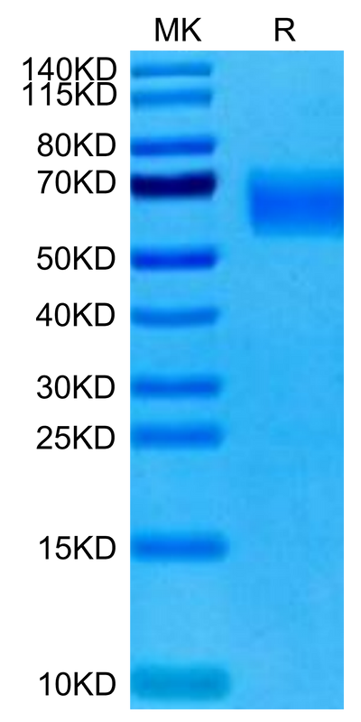 Cynomolgus TYRO3 on Tris-Bis PAGE under reduced condition. The purity is greater than 95%.Recombinant Cynomolgus TYRO3 Protein