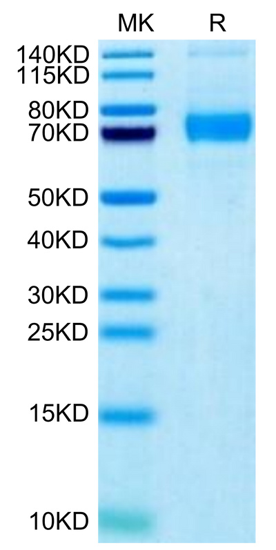 Biotinylated Human Siglec-5 on Tris-Bis PAGE under reduced condition. The purity is greater than 95%.Biotinylated Human Siglec-5/CD170 Protein