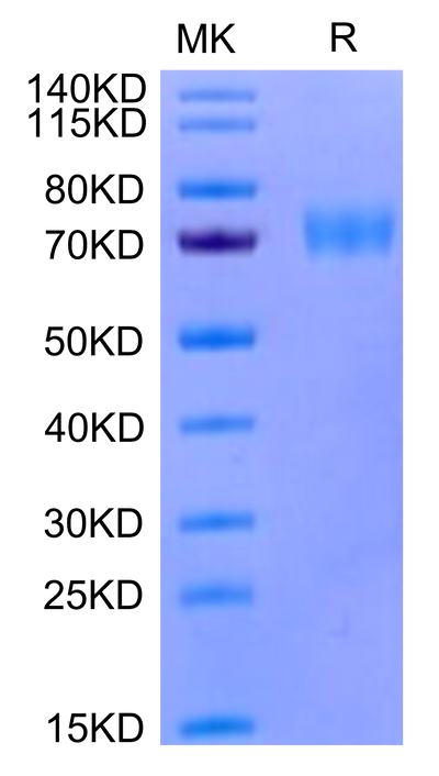 Human Siglec-5 on Tris-Bis PAGE under reduced condition. The purity is greater than 95%.Recombinant Human Siglec-5/CD170 Protein