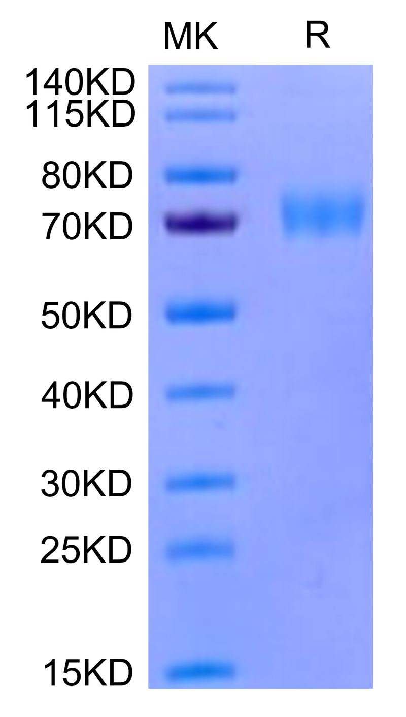 Human Siglec-5 on Tris-Bis PAGE under reduced condition. The purity is greater than 95%.Recombinant Human Siglec-5/CD170 Protein