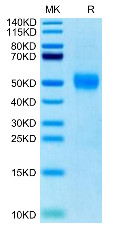 Biotinylated Human Siglec-3 on Tris-Bis PAGE under reduced condition. The purity is greater than 95%.Biotinylated Human Siglec-3/CD33 Protein, Active