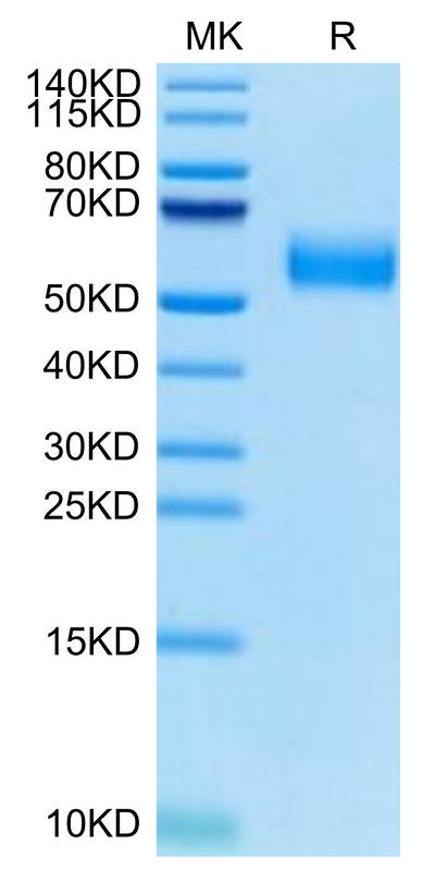 Biotinylated Human SIRP alpha V8 on Tris-Bis PAGE under reduced condition. The purity is greater than 95%.Biotinylated Human SIRP alpha V8 Protein, Active