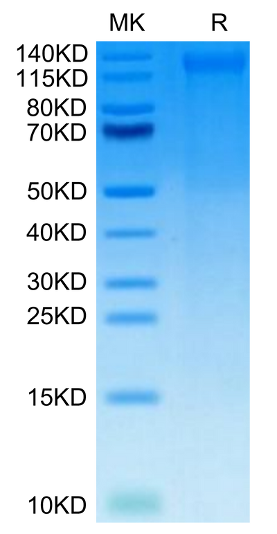 Canine TEM1 on Tris-Bis PAGE under reduced condition. The purity is greater than 95%.Recombinant Canine TEM1/cd248 Protein