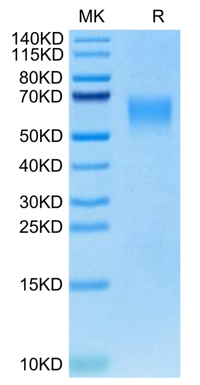 Canine CRTAM on Tris-Bis PAGE under reduced condition. The purity is greater than 95%.Recombinant Canine CRTAM Protein