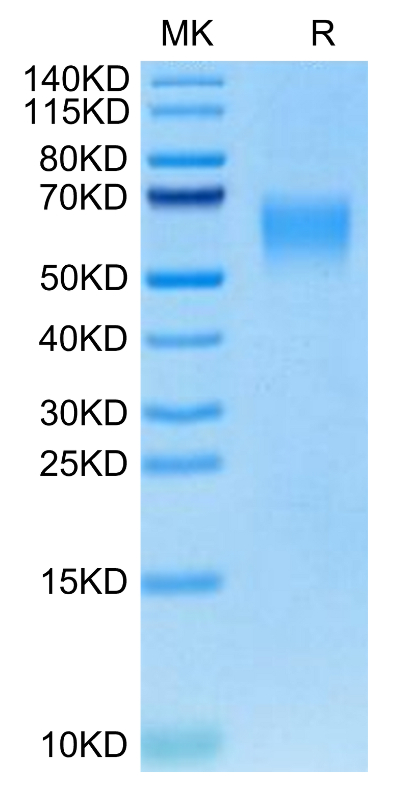 Canine CRTAM on Tris-Bis PAGE under reduced condition. The purity is greater than 95%.Recombinant Canine CRTAM Protein