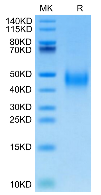 Cynomolgus CD27 on Tris-Bis PAGE under reduced condition. The purity is greater than 95%.Recombinant Cynomolgus CD27/TNFRSF7 Protein, Active