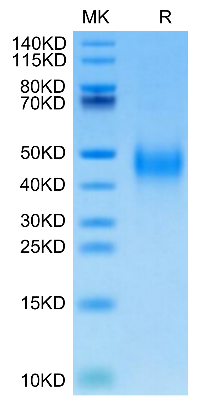 Cynomolgus CD27 on Tris-Bis PAGE under reduced condition. The purity is greater than 95%.Recombinant Cynomolgus CD27/TNFRSF7 Protein, Active