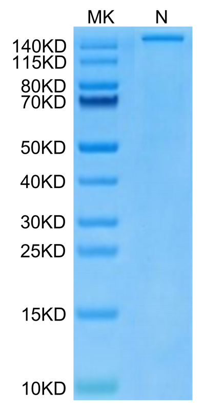 Human HLA-A*24:02&B2M&Survivin 2B (AYACNTSTL) Tetramer on Tris-Bis PAGE under Non reducing (N) condition. The purity is greater than 95%.Recombinant Human HLA-A*24:02&B2M&Survivin 2B (AYACNTSTL) Tetramer Protein