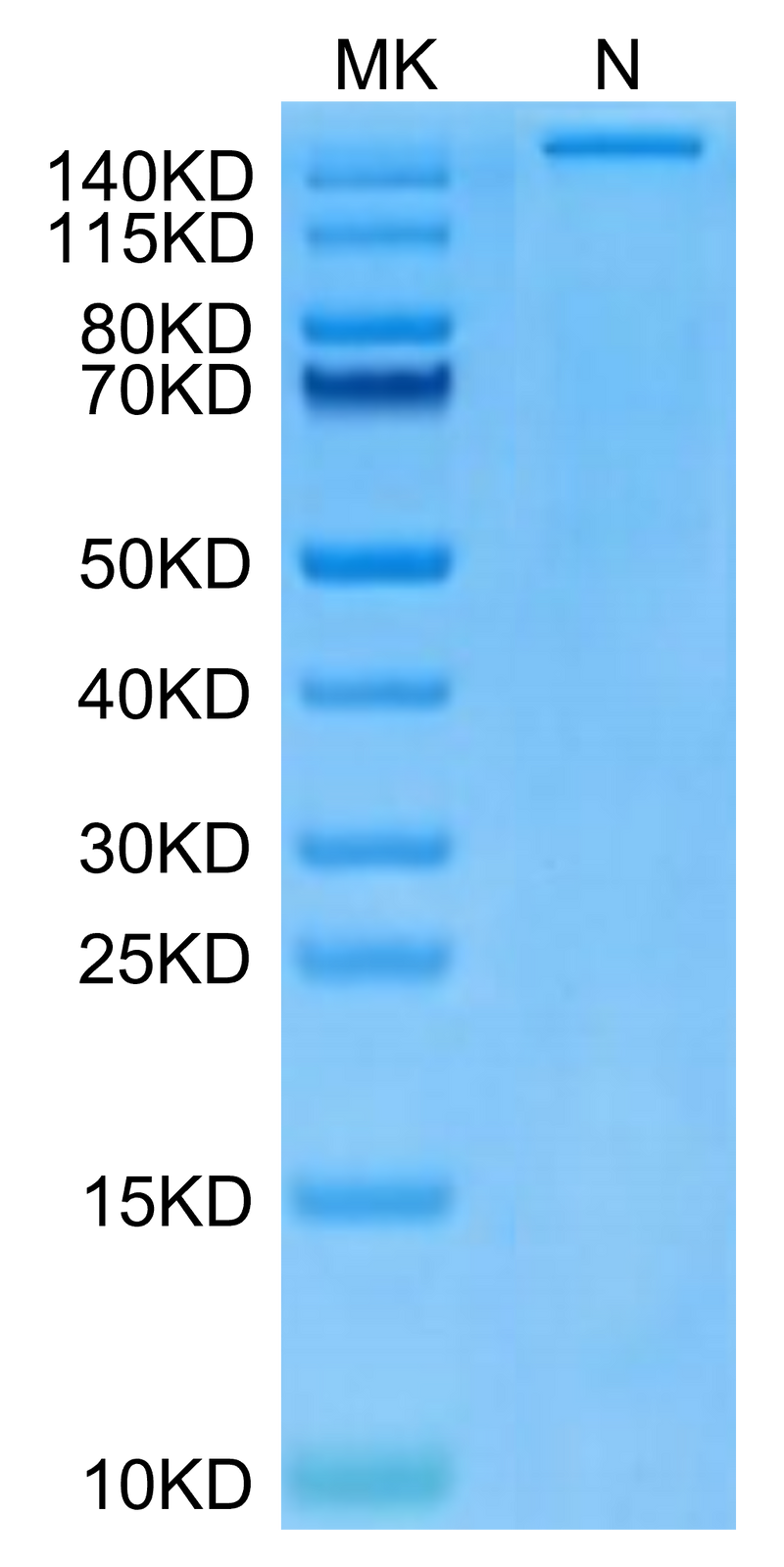 Human HLA-A*24:02&B2M&Survivin 2B (AYACNTSTL) Tetramer on Tris-Bis PAGE under Non reducing (N) condition. The purity is greater than 95%.Recombinant Human HLA-A*24:02&B2M&Survivin 2B (AYACNTSTL) Tetramer Protein