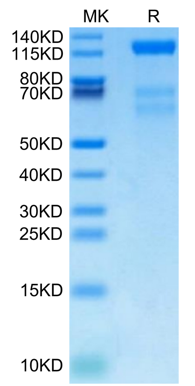 Biotinylated Human VEGF R3 on Tris-Bis PAGE under reduced condition. The purity is greater than 95%.Biotinylated Human VEGF R3/FLT4 Protein, Active