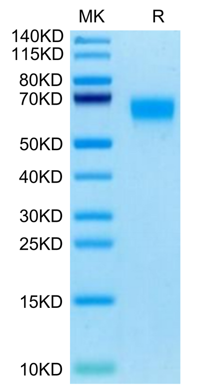 Cynomolgus SERPINF2 on Tris-Bis PAGE under reduced condition. The purity is greater than 95%.Recombinant Cynomolgus SERPINF2/A2AP Protein, Active