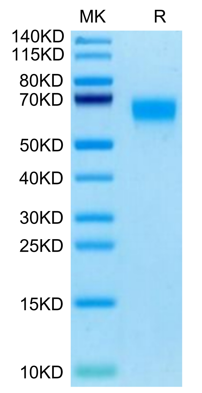 Cynomolgus SERPINF2 on Tris-Bis PAGE under reduced condition. The purity is greater than 95%.Recombinant Cynomolgus SERPINF2/A2AP Protein, Active