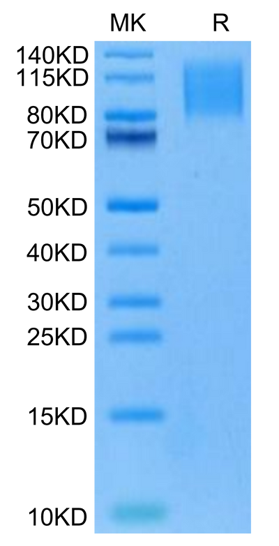 Cynomolgus CD96 on Tris-Bis PAGE under reduced condition. The purity is greater than 95%.Recombinant Cynomolgus CD96/TACTILE Protein, Active