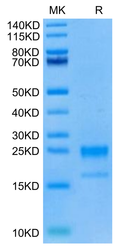 Cynomolgus GITR Ligand on Tris-Bis PAGE under reduced condition. The purity is greater than 95%.Recombinant Cynomolgus GITR Ligand/TNFSF18 Protein, Active