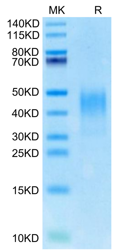 Cynomolgus PD-L2 on Tris-Bis PAGE under reduced condition. The purity is greater than 95%.Recombinant Cynomolgus PD-L2/B7-DC Protein, Active