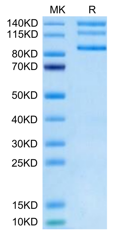 Biotinylated Human Integrin alpha V beta 8 (ITGAV&ITGB8) Heterodimer on Tris-Bis PAGE under reduced condition. The purity is greater than 95%.Biotinylated Human Integrin alpha V beta 8 (ITGAV&ITGB8) Heterodimer Protein, Active