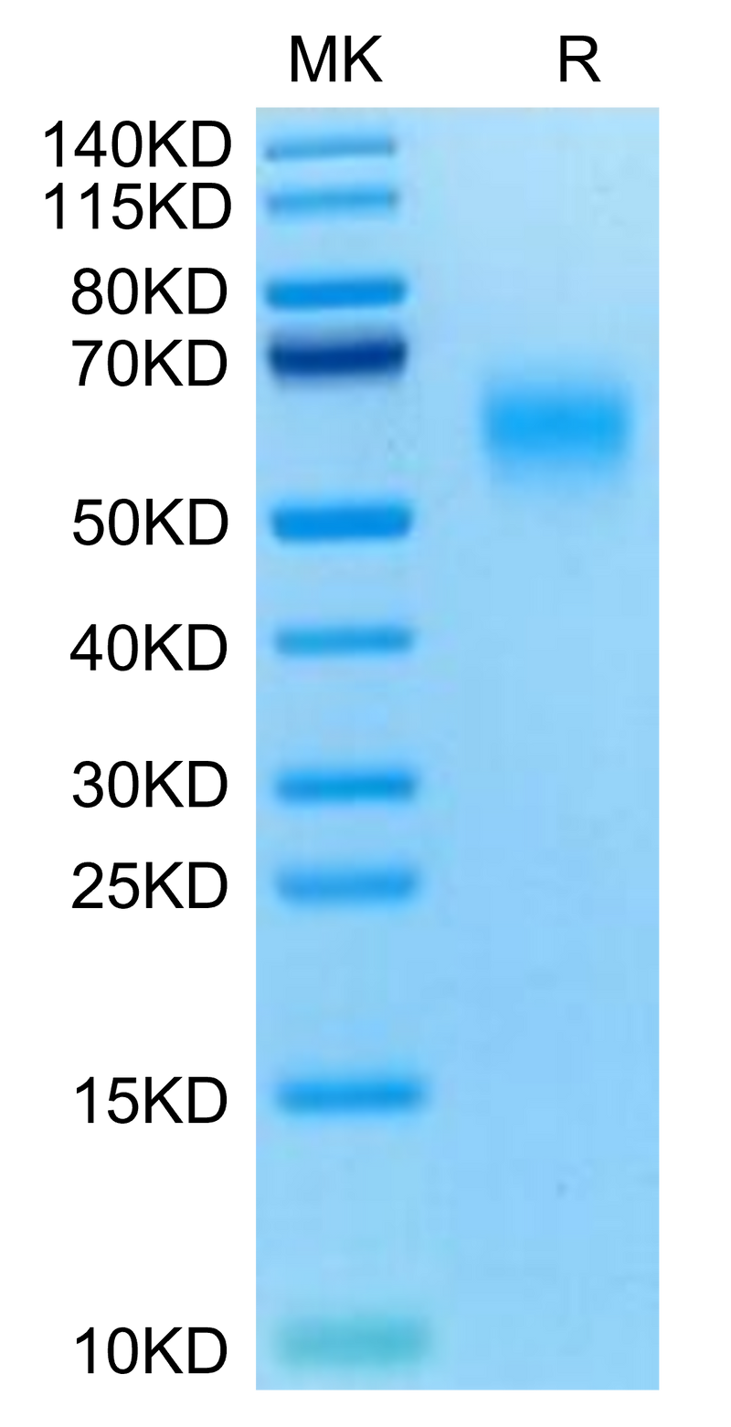 Mouse CD200 R1 on Tris-Bis PAGE under reduced condition. The purity is greater than 95%.Recombinant Mouse CD200 R1 Protein, Active