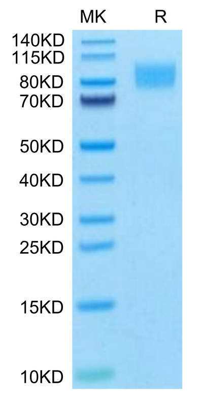 Cynomolgus PDGF R beta on Tris-Bis PAGE under reduced condition. The purity is greater than 95%.Recombinant Cynomolgus PDGF R beta/CD140b Protein, Active