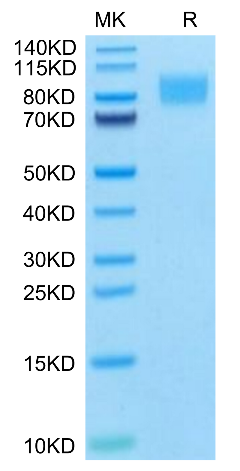 Cynomolgus PDGF R beta on Tris-Bis PAGE under reduced condition. The purity is greater than 95%.Recombinant Cynomolgus PDGF R beta/CD140b Protein, Active