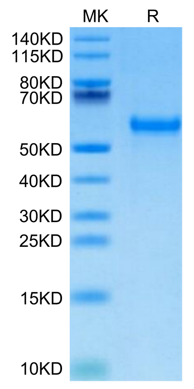 Biotinylated Mouse PVRIG on Tris-Bis PAGE under reduced condition. The purity is greater than 95%.