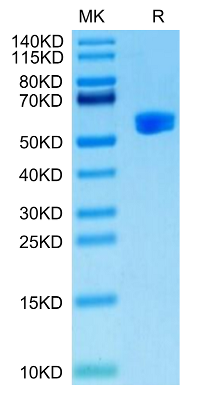 Human HLA-A*24:02&B2M&Survivin 2B (AYACNTSTL) Monomer on Tris-Bis PAGE under reduced condition. The purity is greater than 95%.Recombinant Human HLA-A*24:02&B2M&Survivin 2B (AYACNTSTL) Monomer Protein